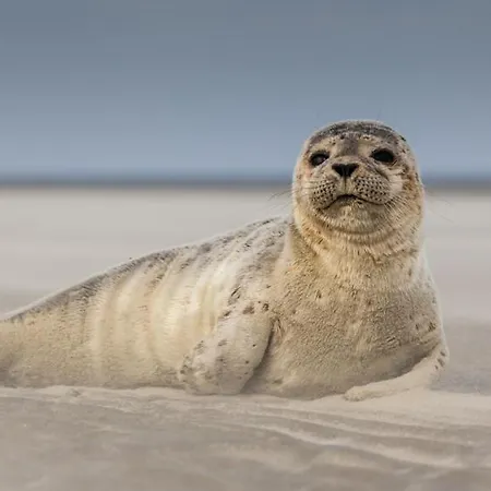 Face Panoramique 2 Parking